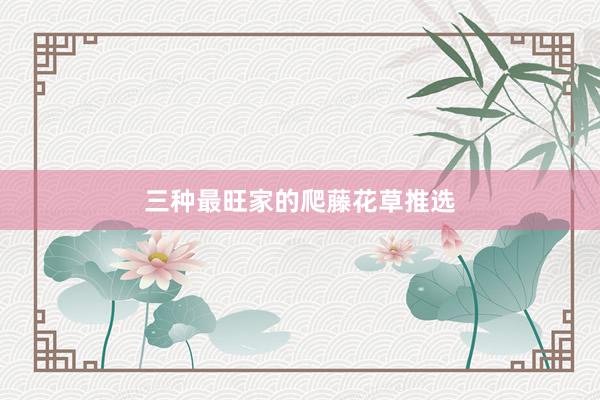 三种最旺家的爬藤花草推选
